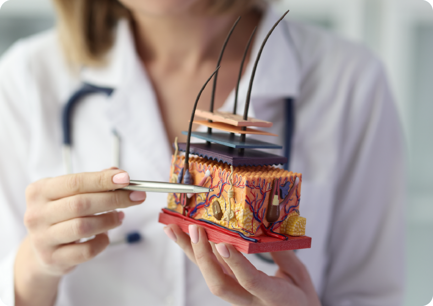 Introduction to Dermatology MD